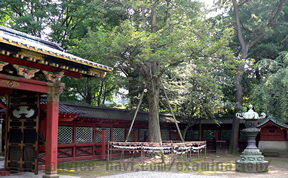 願かけカヤの木（根津神社）01