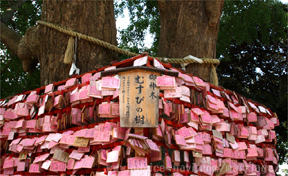 むすびの樹【江島神社】01