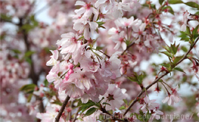 御会式桜【妙蓮寺】01