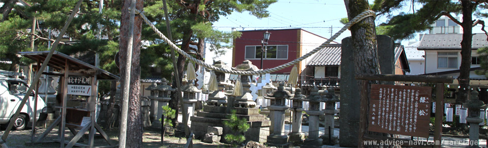 縁の松【長浜八幡宮】